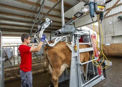 Průchozí fixační klec pro skot s elektrickým ovládáním RED 5