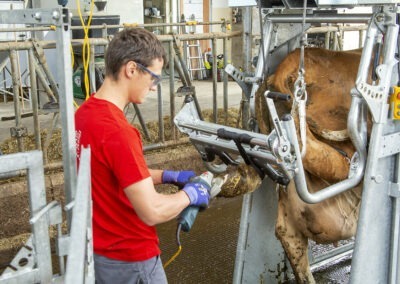 Průchozí fixační klec pro skot s elektrickým ovládáním RED 5